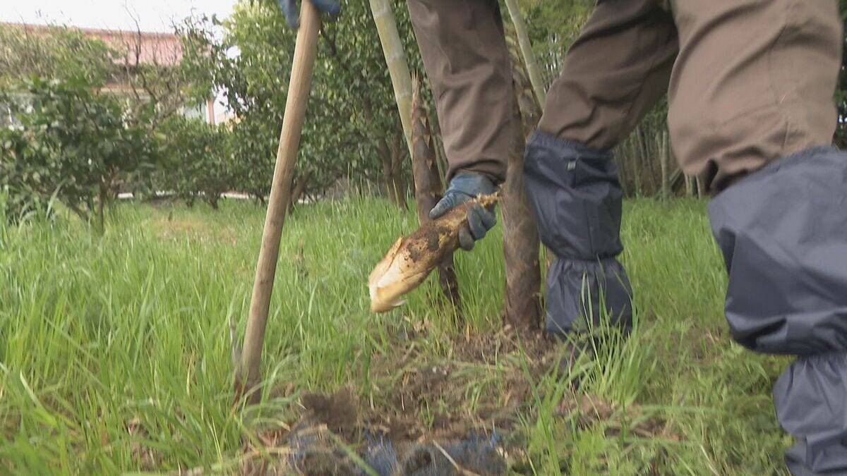 ｢1キロ600円｣ タケノコ豊作で去年の半額ほどに！ 3月初旬の雨ですでに倍近くの収穫量 岐阜･海津市
