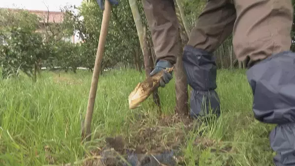 「｢1キロ600円｣ タケノコ豊作で去年の半額ほどに！ 3月初旬の雨ですでに倍近くの収穫量 岐阜･海津市」の画像