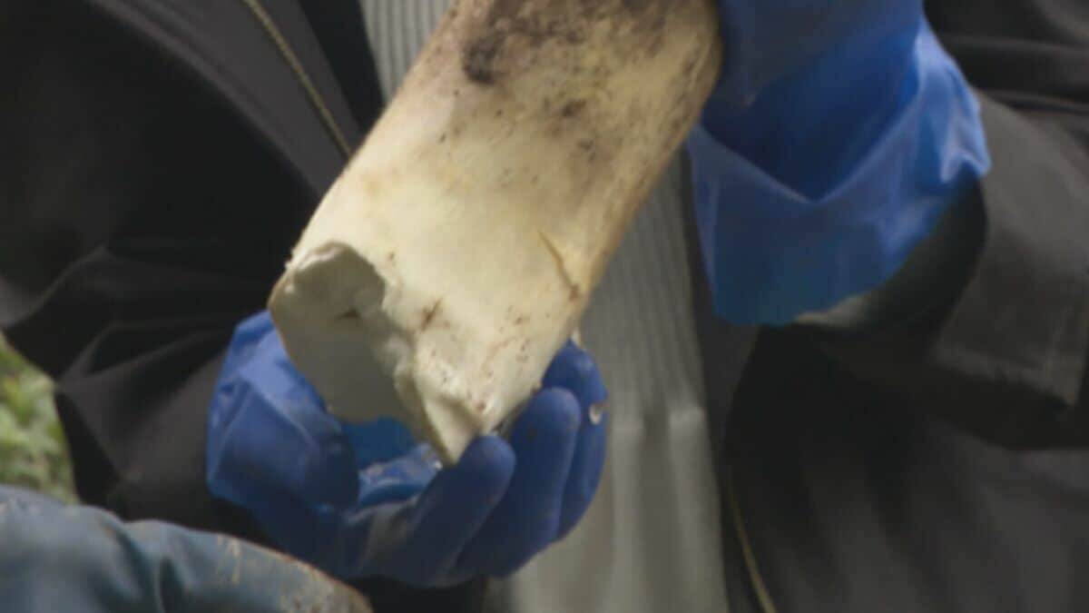 ｢1キロ600円｣ タケノコ豊作で去年の半額ほどに！ 3月初旬の雨ですでに倍近くの収穫量 岐阜･海津市