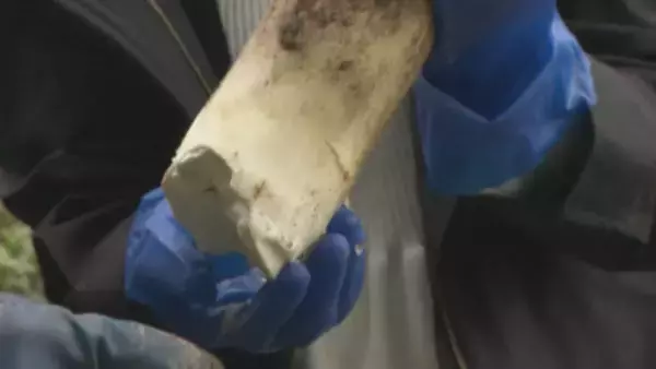 「｢1キロ600円｣ タケノコ豊作で去年の半額ほどに！ 3月初旬の雨ですでに倍近くの収穫量 岐阜･海津市」の画像