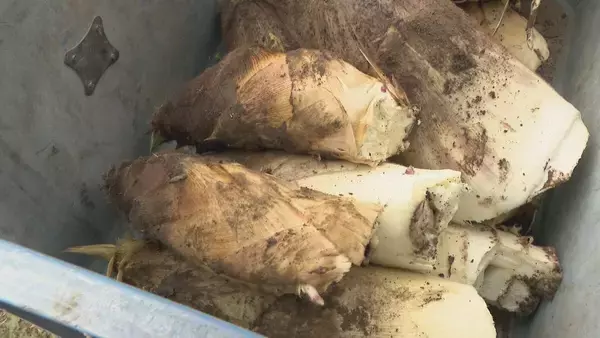 「｢1キロ600円｣ タケノコ豊作で去年の半額ほどに！ 3月初旬の雨ですでに倍近くの収穫量 岐阜･海津市」の画像