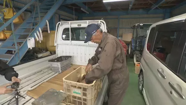 「｢1キロ600円｣ タケノコ豊作で去年の半額ほどに！ 3月初旬の雨ですでに倍近くの収穫量 岐阜･海津市」の画像