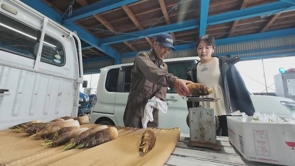 ｢1キロ600円｣ タケノコ豊作で去年の半額ほどに！ 3月初旬の雨ですでに倍近くの収穫量 岐阜･海津市