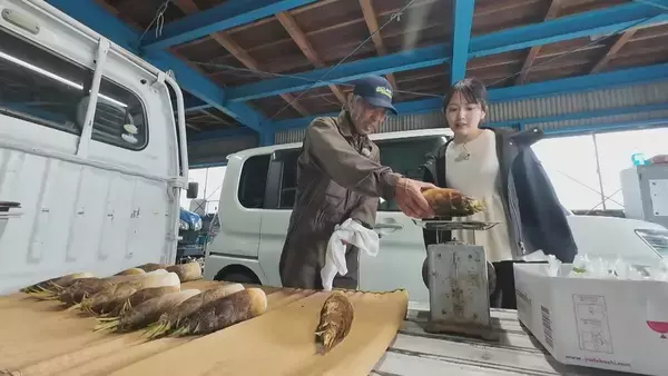 「｢1キロ600円｣ タケノコ豊作で去年の半額ほどに！ 3月初旬の雨ですでに倍近くの収穫量 岐阜･海津市」の画像