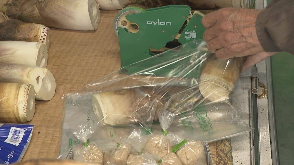 ｢1キロ600円｣ タケノコ豊作で去年の半額ほどに！ 3月初旬の雨ですでに倍近くの収穫量 岐阜･海津市