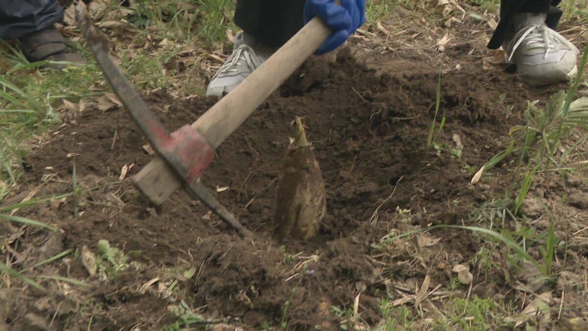 ｢1キロ600円｣ タケノコ豊作で去年の半額ほどに！ 3月初旬の雨ですでに倍近くの収穫量 岐阜･海津市