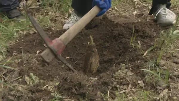 「｢1キロ600円｣ タケノコ豊作で去年の半額ほどに！ 3月初旬の雨ですでに倍近くの収穫量 岐阜･海津市」の画像
