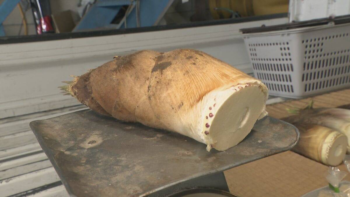 ｢1キロ600円｣ タケノコ豊作で去年の半額ほどに！ 3月初旬の雨ですでに倍近くの収穫量 岐阜･海津市