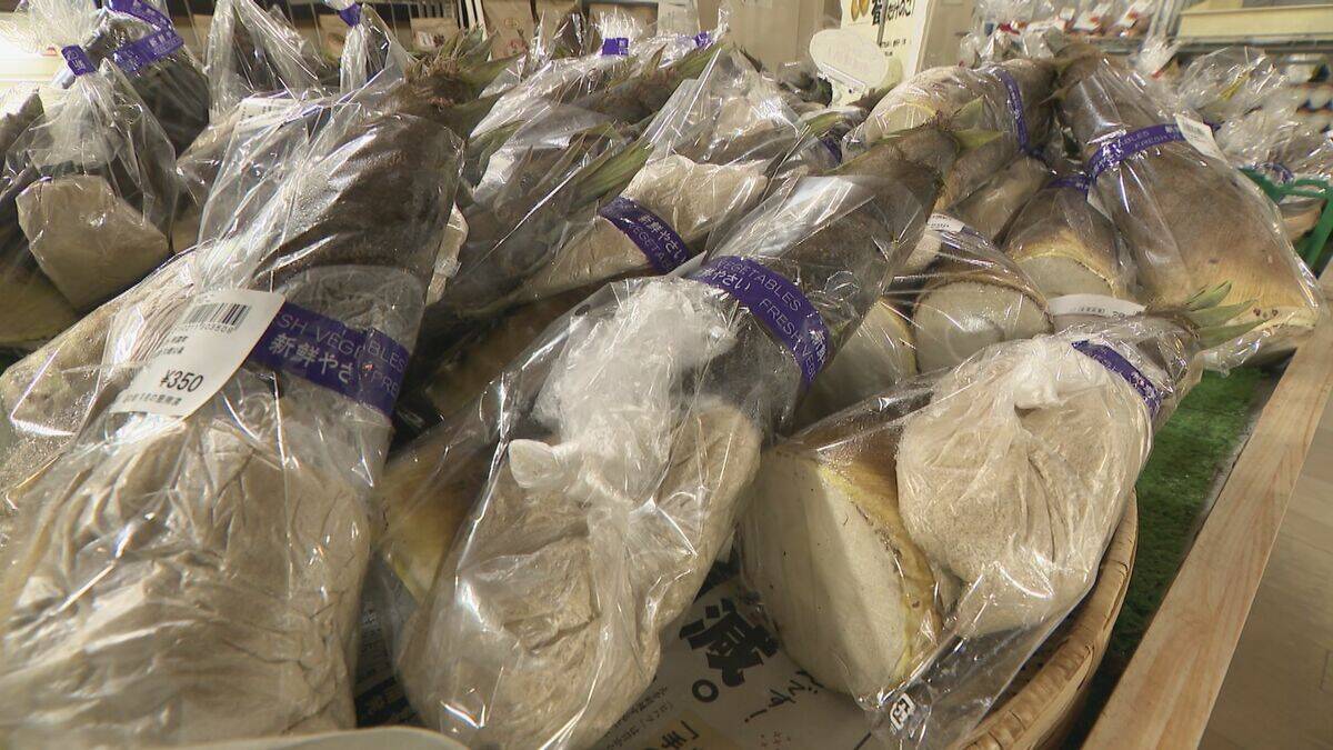 ｢1キロ600円｣ タケノコ豊作で去年の半額ほどに！ 3月初旬の雨ですでに倍近くの収穫量 岐阜･海津市