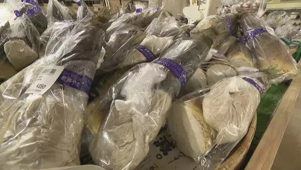 「｢1キロ600円｣ タケノコ豊作で去年の半額ほどに！ 3月初旬の雨ですでに倍近くの収穫量 岐阜･海津市」の画像