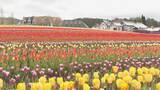 「白山連峰との競演 20万本のチューリップ見頃 春先の暖かさで2週間ほど早く開花  ｢牧歌の里｣ 岐阜･郡上市」の画像1