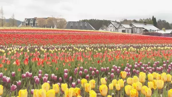 白山連峰との競演 20万本のチューリップ見頃 春先の暖かさで2週間ほど早く開花  ｢牧歌の里｣ 岐阜･郡上市