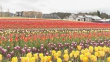 白山連峰との競演 20万本のチューリップ見頃 春先の暖かさで2週間ほど早く開花  ｢牧歌の里｣ 岐阜･郡上市