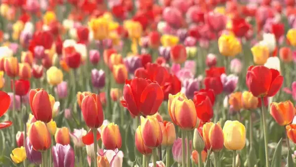 「白山連峰との競演 20万本のチューリップ見頃 春先の暖かさで2週間ほど早く開花  ｢牧歌の里｣ 岐阜･郡上市」の画像