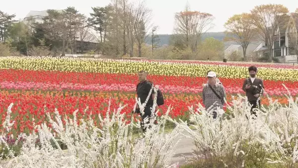 「白山連峰との競演 20万本のチューリップ見頃 春先の暖かさで2週間ほど早く開花  ｢牧歌の里｣ 岐阜･郡上市」の画像