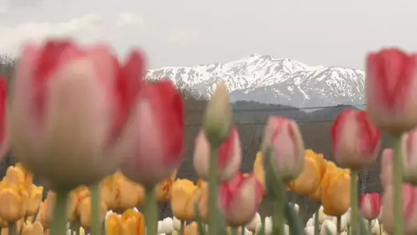 「白山連峰との競演 20万本のチューリップ見頃 春先の暖かさで2週間ほど早く開花  ｢牧歌の里｣ 岐阜･郡上市」の画像