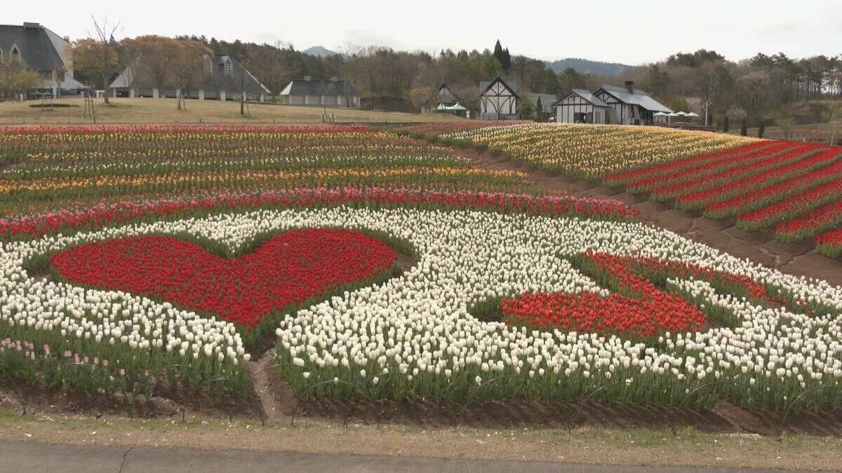 白山連峰との競演 20万本のチューリップ見頃 春先の暖かさで2週間ほど早く開花  ｢牧歌の里｣ 岐阜･郡上市