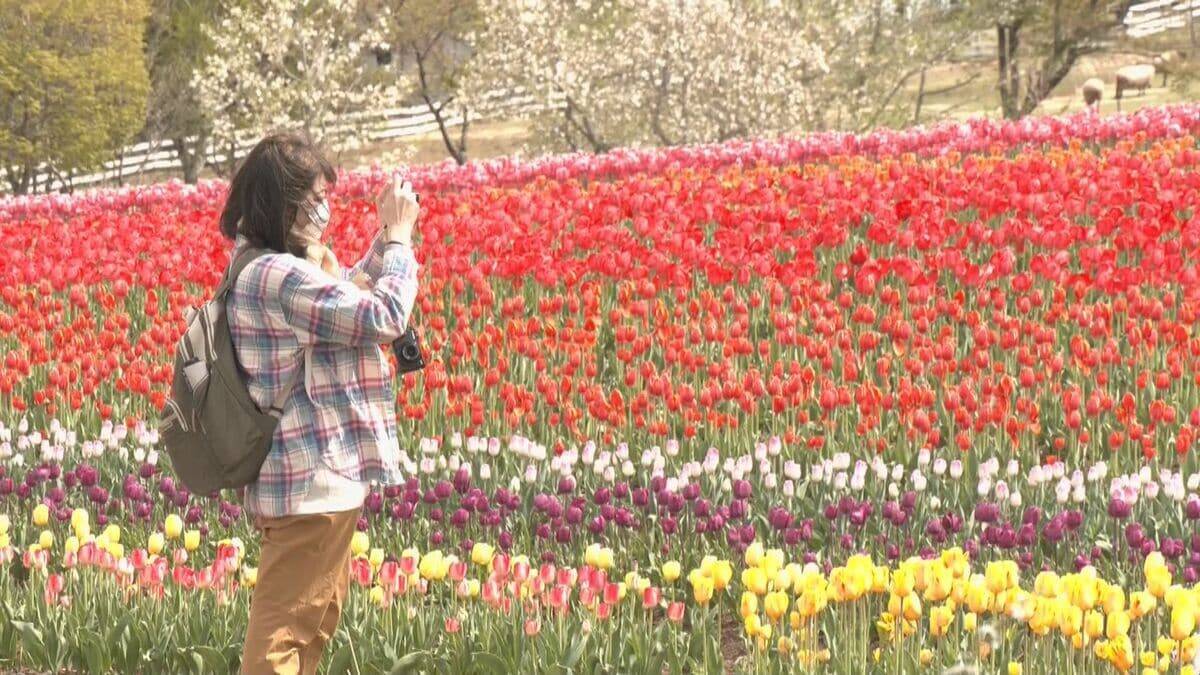 白山連峰との競演 20万本のチューリップ見頃 春先の暖かさで2週間ほど早く開花  ｢牧歌の里｣ 岐阜･郡上市
