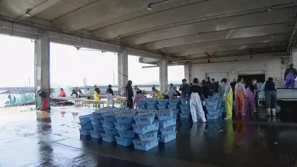 「シラス｢過去にない豊漁｣の 一方で…ナフサショックで資材がない 加工業者｢市場に出回るシラスは安くならないかも｣」の画像