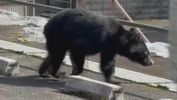 【動画あり】寺の境内に“クマ” 2時間半にわたって居座る… 1週間前ほどからクマの足跡や糞とみられるものが 岐阜･大野町