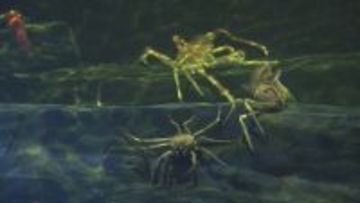 “二重価格”でも大人気! 市民500円 市外1200円 愛知･蒲郡市の竹島水族館 “超レア”な深海生物が3匹同時にやってきた!?