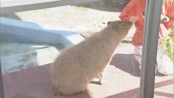 「“二重価格”でも大人気! 市民500円 市外1200円 愛知･蒲郡市の竹島水族館 “超レア”な深海生物が3匹同時にやってきた!?」の画像