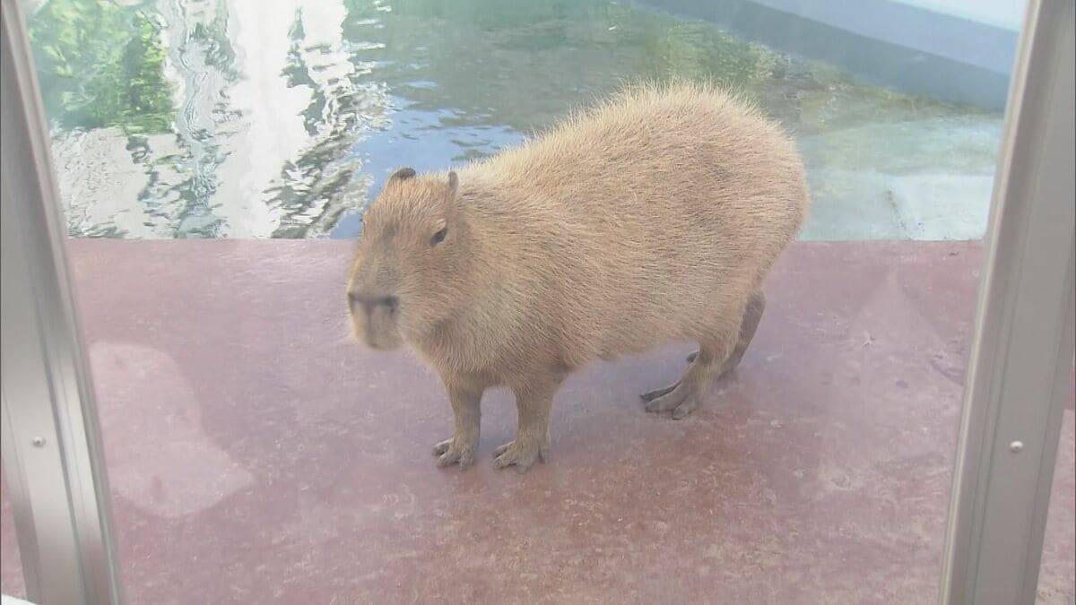 “二重価格”でも大人気! 市民500円 市外1200円 愛知･蒲郡市の竹島水族館 “超レア”な深海生物が3匹同時にやってきた!?