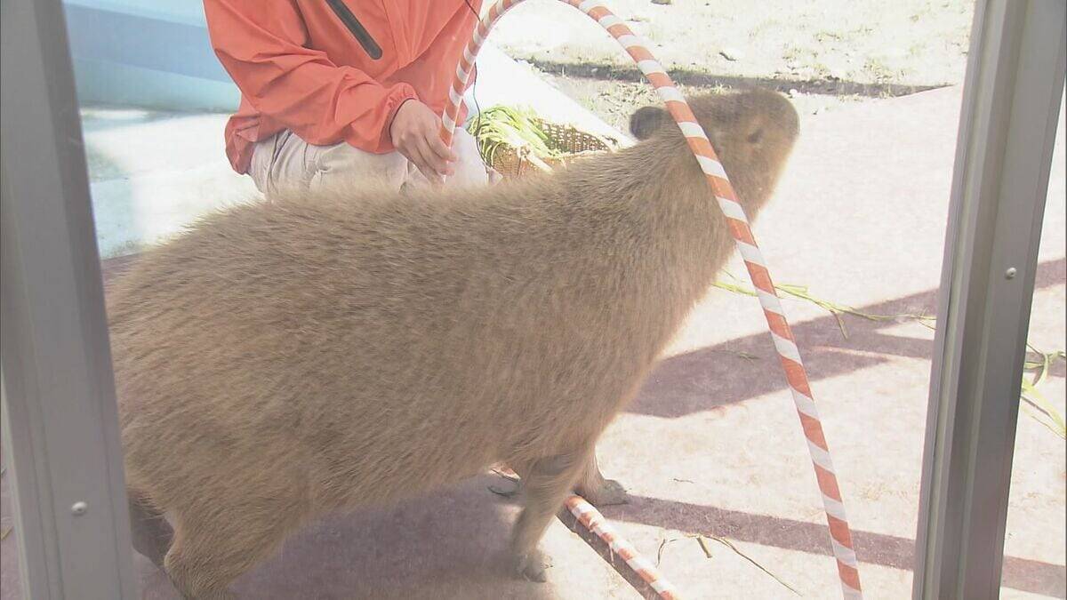 “二重価格”でも大人気! 市民500円 市外1200円 愛知･蒲郡市の竹島水族館 “超レア”な深海生物が3匹同時にやってきた!?