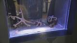 「“二重価格”でも大人気! 市民500円 市外1200円 愛知･蒲郡市の竹島水族館 “超レア”な深海生物が3匹同時にやってきた!?」の画像5