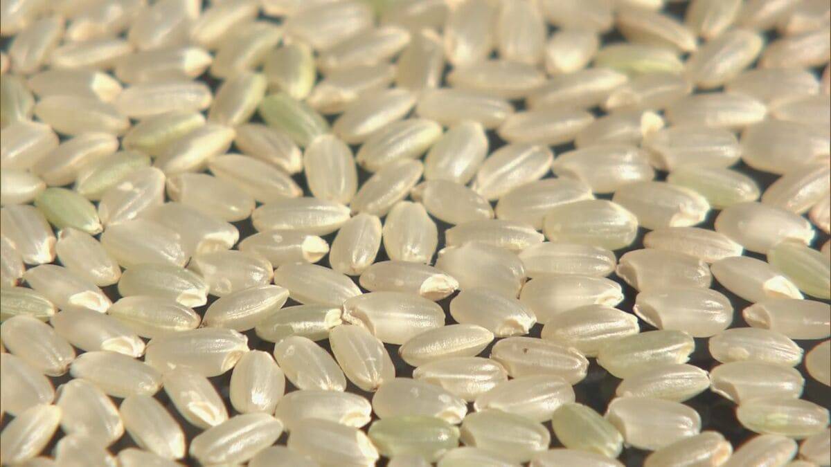 猛暑や強風に強いコメ ｢生産者にとってかなりメリットに｣ 安定したコメ作りのために開発 “清流のめぐみ”