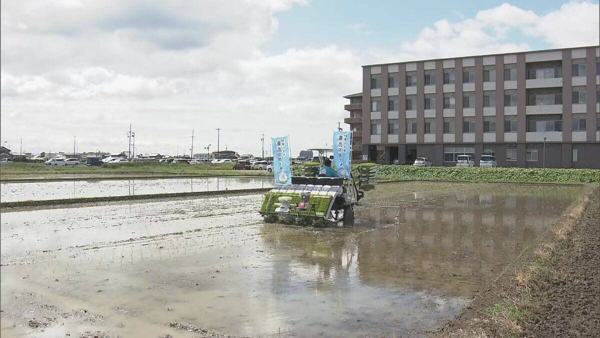 猛暑や強風に強いコメ ｢生産者にとってかなりメリットに｣ 安定したコメ作りのために開発 “清流のめぐみ”