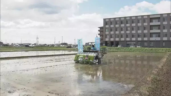 「猛暑や強風に強いコメ ｢生産者にとってかなりメリットに｣ 安定したコメ作りのために開発 “清流のめぐみ”」の画像