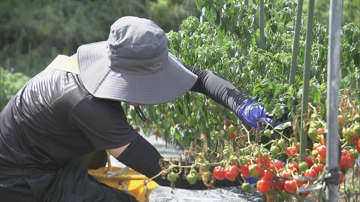 激辛トウガラシ“ハバネロ”の収穫最盛期 天候に恵まれ作柄も上々「ストレスかかり例年より辛いのでは」 三重･熊野市