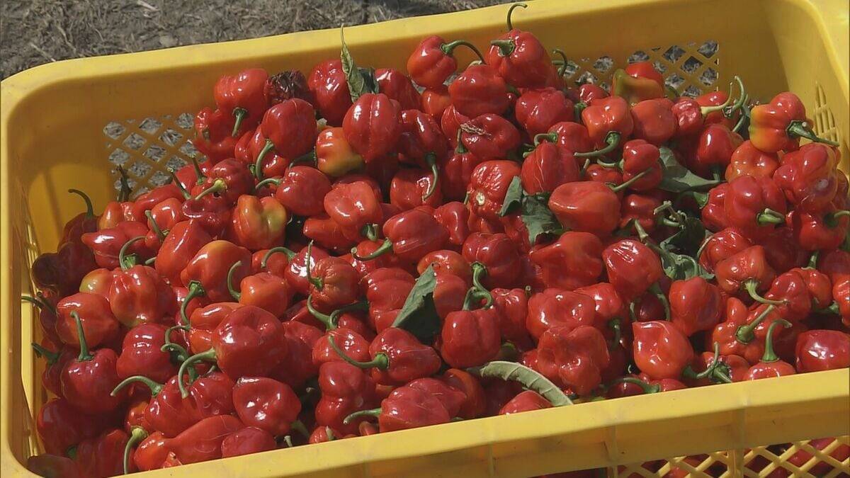 激辛トウガラシ“ハバネロ”の収穫最盛期 天候に恵まれ作柄も上々「ストレスかかり例年より辛いのでは」 三重･熊野市