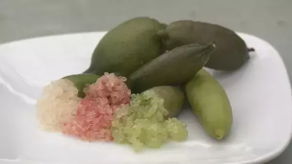 “森のキャビア” フィンガーライムの収穫が最盛期 いままでの柑橘と全く違う食感が楽しめる 愛知・田原市