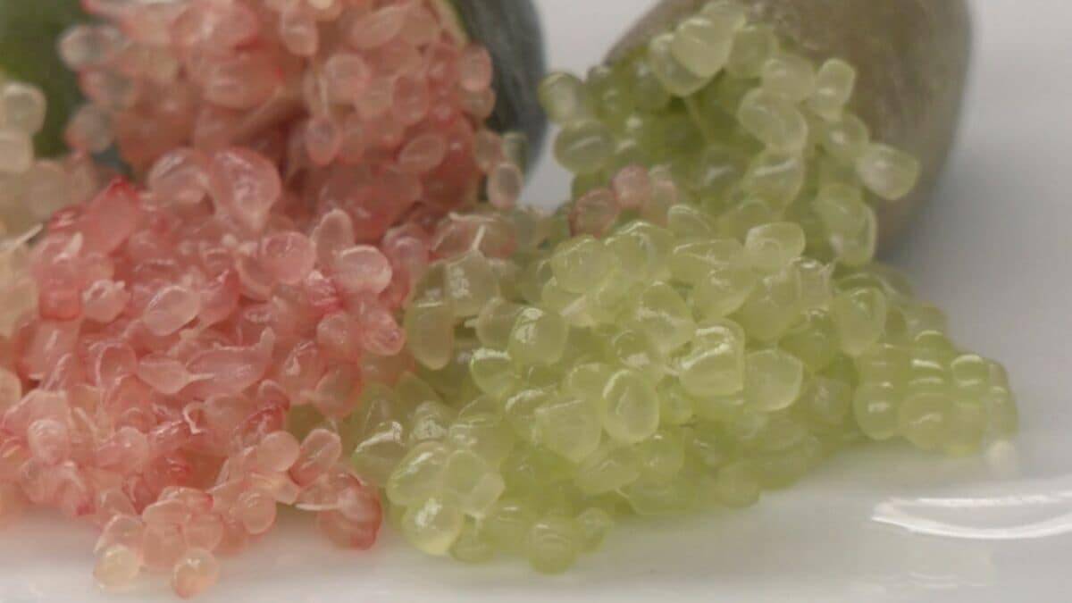 “森のキャビア” フィンガーライムの収穫が最盛期 いままでの柑橘と全く違う食感が楽しめる 愛知・田原市