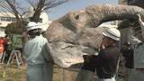 「去年7月に天国へ 多くの人に愛されたアジアゾウ｢ふじ子｣ 地元高校生が実物大の像を制作 4月12日の“ふじ子の生誕祭”でお披露目 愛知･岡崎市」の画像14