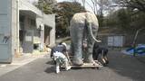 「去年7月に天国へ 多くの人に愛されたアジアゾウ｢ふじ子｣ 地元高校生が実物大の像を制作 4月12日の“ふじ子の生誕祭”でお披露目 愛知･岡崎市」の画像8