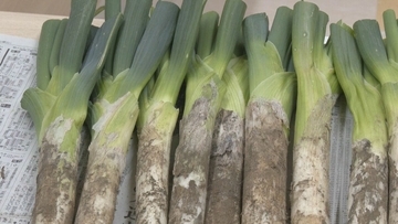 甘みの強い「飛騨のりくらねぎ」品評会 太さや緑と白の部分のバランスを審査 出荷量は例年並みで4キロ4000円で注文販売 岐阜・高山市