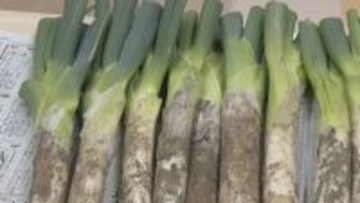 甘みの強い「飛騨のりくらねぎ」品評会 太さや緑と白の部分のバランスを審査 出荷量は例年並みで4キロ4000円で注文販売 岐阜・高山市