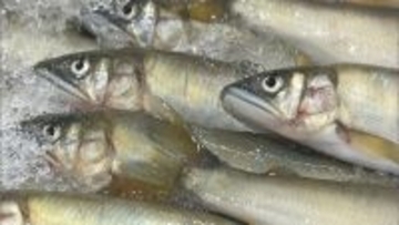 猛スピードのトラック どうなった？ ｢天然アユ｣初競りで1キロ35万円の活気見せる一方で…岐阜市中央卸売市場で問題の“運転マナー”