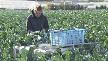 ブロッコリー｢農業を始めて一番いい出来｣ 今年はお手頃価格に ビタミンやミネラルなど栄養豊富な“最強野菜” 愛知･田原市で出荷最盛期