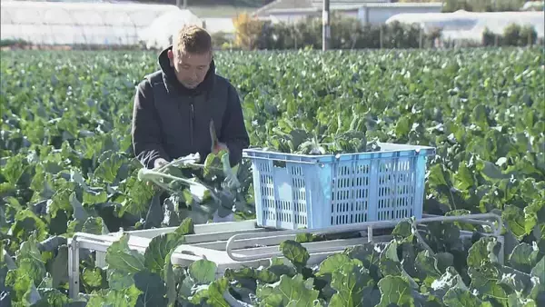 ブロッコリー｢農業を始めて一番いい出来｣ 今年はお手頃価格に ビタミンやミネラルなど栄養豊富な“最強野菜” 愛知･田原市で出荷最盛期