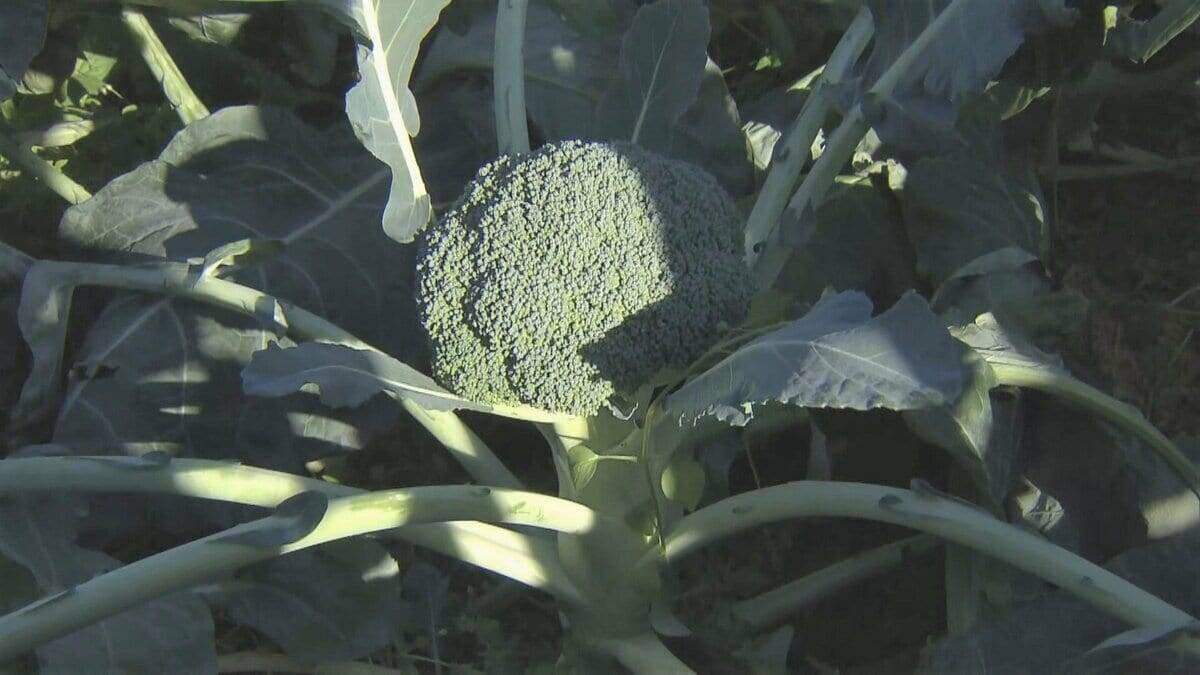 ブロッコリー｢農業を始めて一番いい出来｣ 今年はお手頃価格に ビタミンやミネラルなど栄養豊富な“最強野菜” 愛知･田原市で出荷最盛期