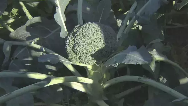 「ブロッコリー｢農業を始めて一番いい出来｣ 今年はお手頃価格に ビタミンやミネラルなど栄養豊富な“最強野菜” 愛知･田原市で出荷最盛期」の画像