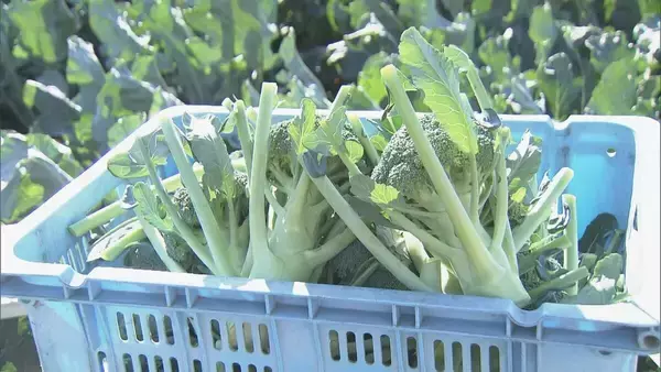 「ブロッコリー｢農業を始めて一番いい出来｣ 今年はお手頃価格に ビタミンやミネラルなど栄養豊富な“最強野菜” 愛知･田原市で出荷最盛期」の画像