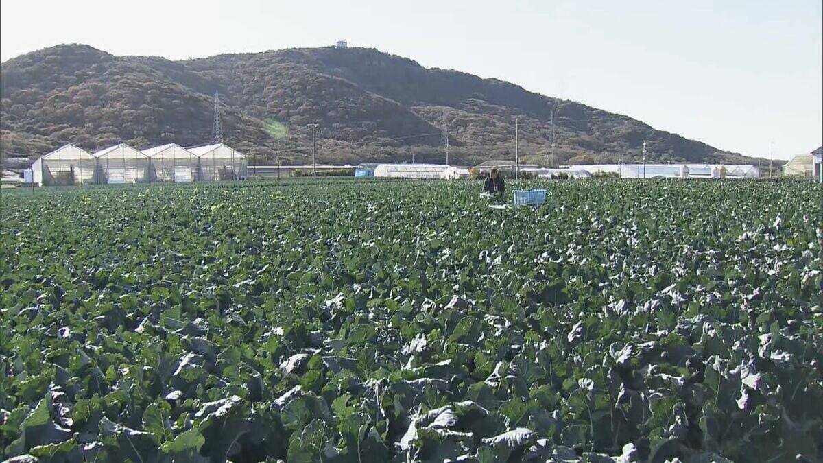 ブロッコリー｢農業を始めて一番いい出来｣ 今年はお手頃価格に ビタミンやミネラルなど栄養豊富な“最強野菜” 愛知･田原市で出荷最盛期