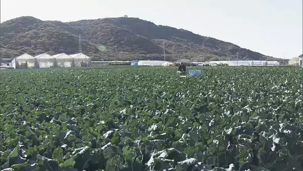 「ブロッコリー｢農業を始めて一番いい出来｣ 今年はお手頃価格に ビタミンやミネラルなど栄養豊富な“最強野菜” 愛知･田原市で出荷最盛期」の画像