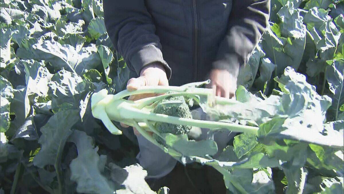ブロッコリー｢農業を始めて一番いい出来｣ 今年はお手頃価格に ビタミンやミネラルなど栄養豊富な“最強野菜” 愛知･田原市で出荷最盛期