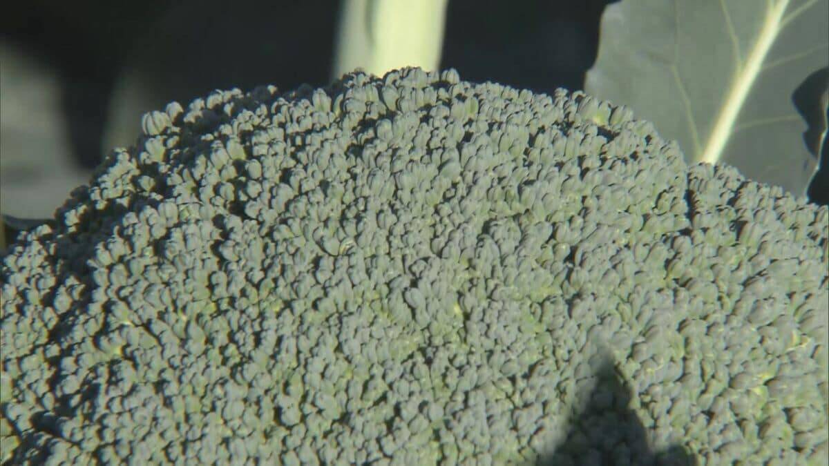 ブロッコリー｢農業を始めて一番いい出来｣ 今年はお手頃価格に ビタミンやミネラルなど栄養豊富な“最強野菜” 愛知･田原市で出荷最盛期